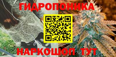 бошки Кингисепп